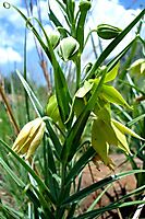 Gloriosa rigidifolia inflorescence