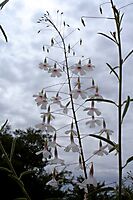 Hermannia amabilis