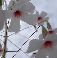 Hermannia amabilis flowers
