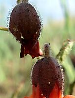 Hermannia cristata calyces