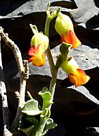 Hermannia flammea flowers