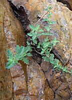 Jamesbrittenia bergae potted in rock