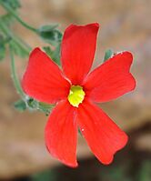 Jamesbrittenia bergae flower