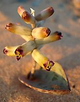 Lachenalia buchubergensis flowers