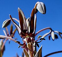 Ornithoglossum vulgare buds up top