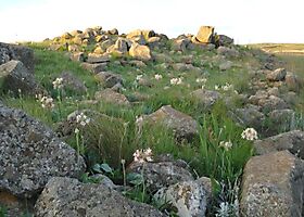 Pelargonium luridum keeping rocks company