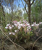 Pelargonium tricolor