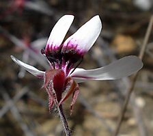 Pelargonium tricolor flower back view