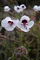 Pelargonium tricolor buds and flowers