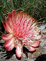 Protea parvula open flowerhead