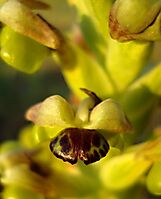 Pterygodium hallii flower