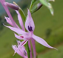 Radinosiphon leptostachya flower