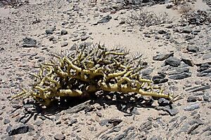 Monsonia patersonii yellow desert apparition