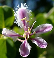 Triaspis glaucophylla flower
