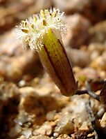 Tylecodon similis flower