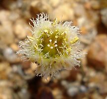 Tylecodon similis flower from above