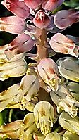 Lachenalia pallida perianth colour change