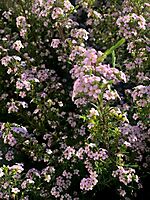 Coleonema pulchellum flowering well