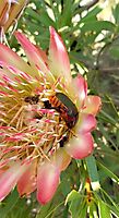 Protea repens and diners