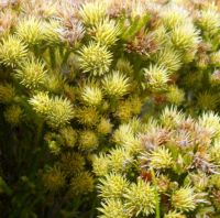 Brunia paleacea, the bergstompie