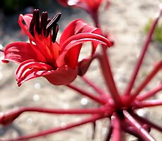 Brunsvigia orientalis flower
