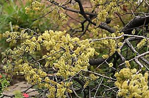 Combretum apiculatum subsp. apiculatum in bloom