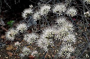 Combretum mossambicense on a festive day