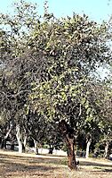 Grewia hexamita town tree