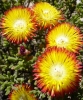 Drosanthemum bicolor flowers