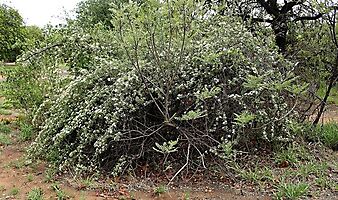 Jasminum multipartitum rounded shrub
