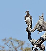 Martial eagle 