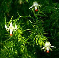 Asparagus declinatus flowers