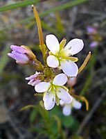 Heliophila scoparia flowers
