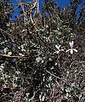 Pelargonium acetosum flowers