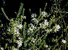 Agathosma recurvifolia