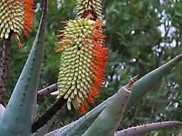 Aloe ferox white perianths, orange filaments