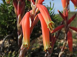 Aloe humilis flowers