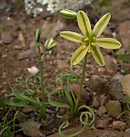 Albuca concordiana flower and buds