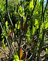 Montinia caryophyllacea old fruit husks