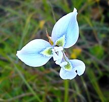 Moraea tripetala spotted nectar guides