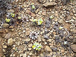 Berkheya cuneata seedlings emerging from their cradles