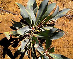 Protea acaulos blue-grey leaves
