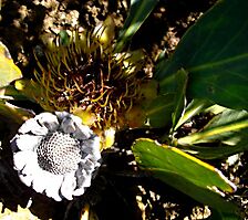Protea acaulos young and old