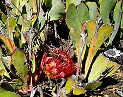 Protea acaulos ravaged but still