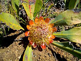 Protea acaulos flowerhead bracts orange