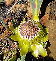 Protea acaulos flowerhead bracts lemon yellow