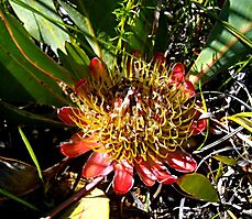 Protea acaulos flowerhead bracts red