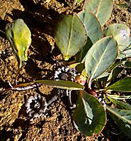 Protea acaulos leaf venation
