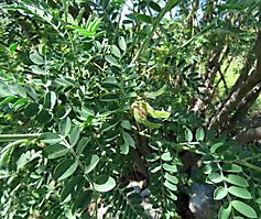 Calpurnia intrusa leaves and fruit