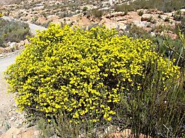Osteospermum moniliferum inland flowering